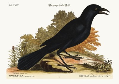 The purple Jack-Daw by Mark Catesby